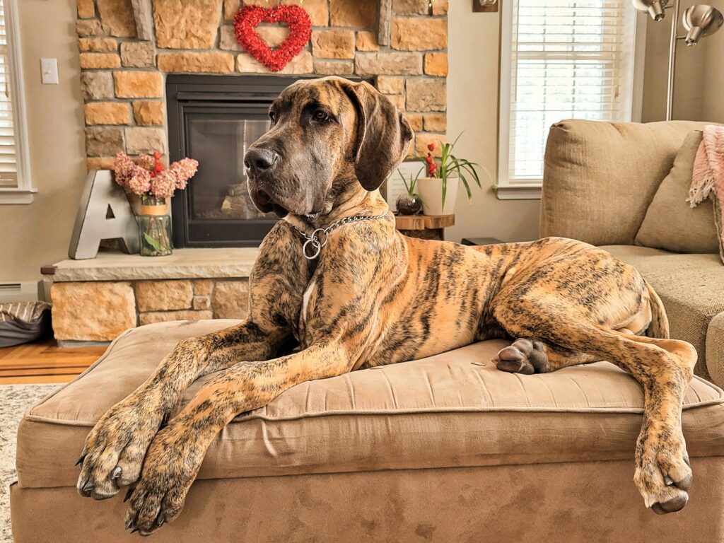 胸の深い大型犬が休んでいる様子｜犬の胃捻転のリスク犬種
