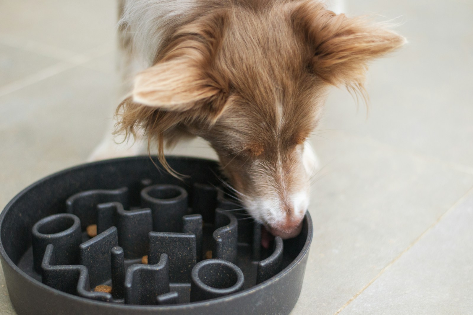 床置きの食器でゆっくり食べる犬｜胃捻転予防の食事の工夫