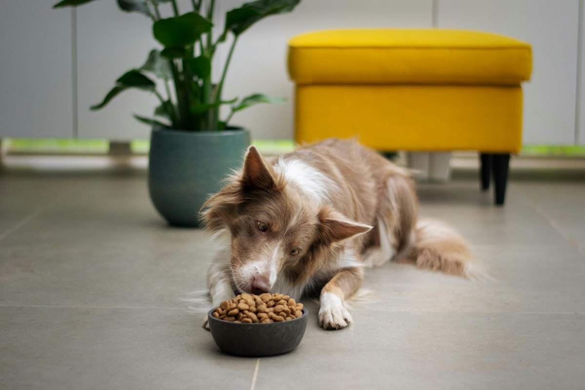 フードボウルから食べる犬