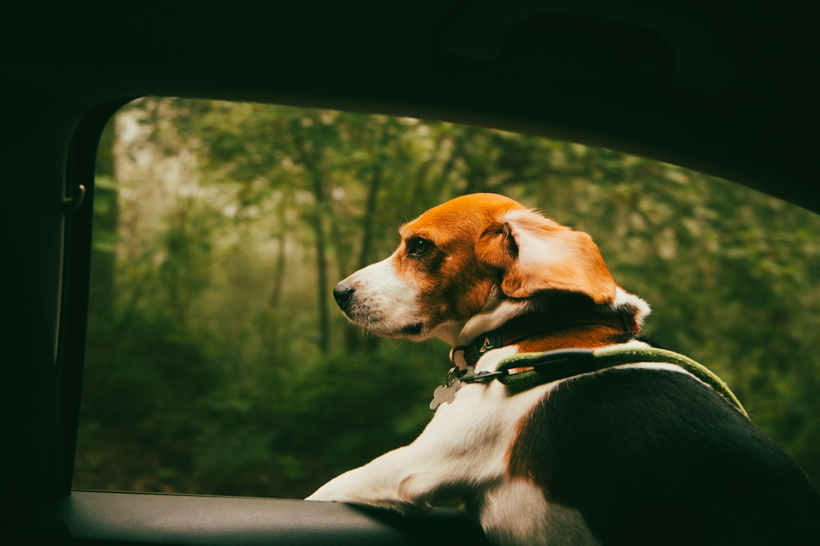 車の窓から外の木々を見る犬|ドライブ中の換気と窓の注意点
