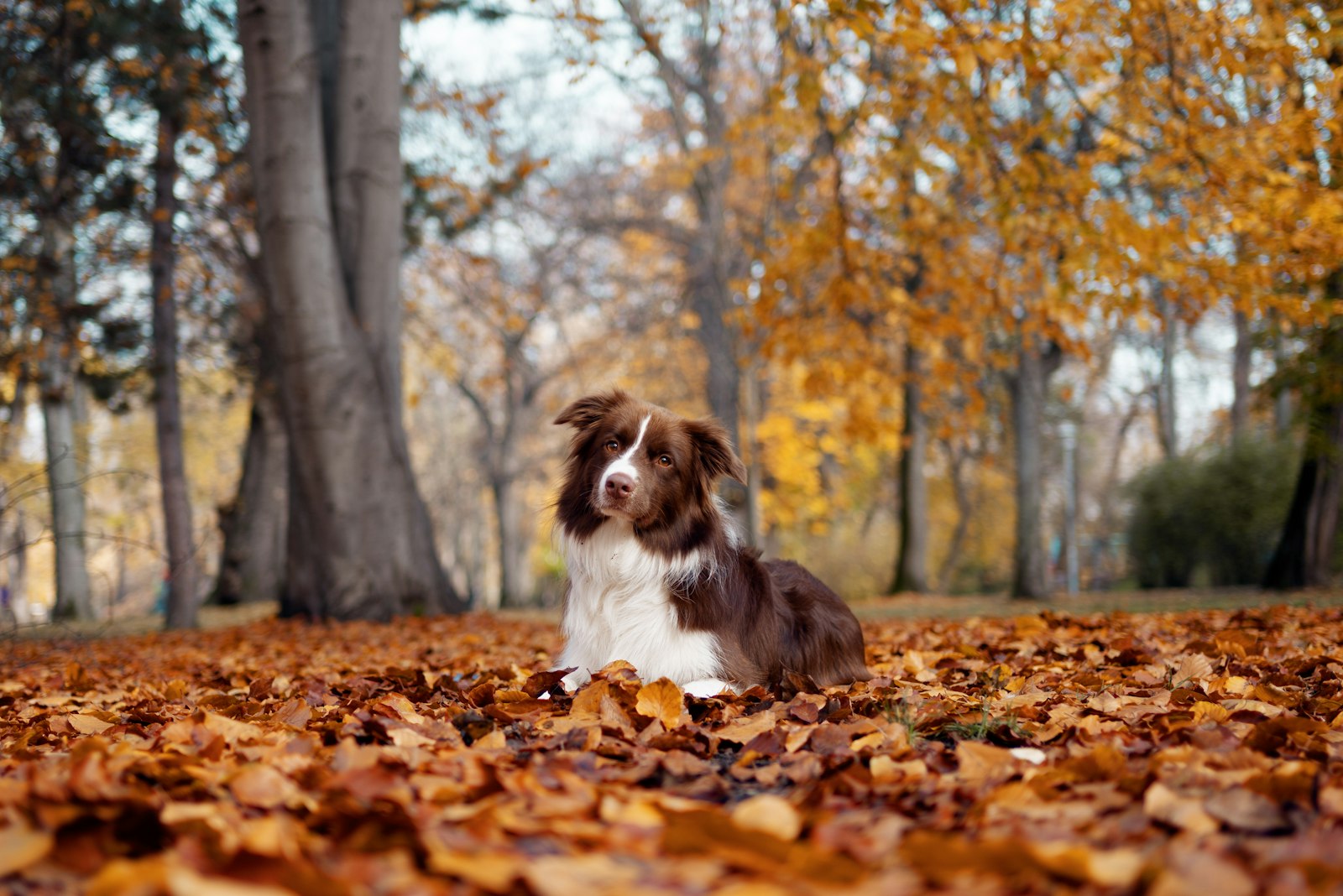 紅葉の落ち葉の中に座る犬|犬連れ紅葉ドライブ