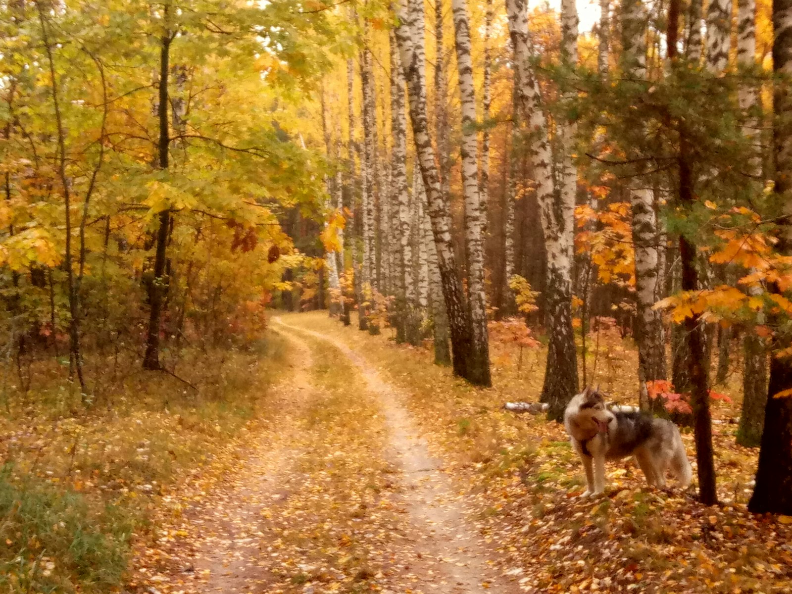 紅葉の森の小道に立つ犬|紅葉スポットでのマナーと落下物対策