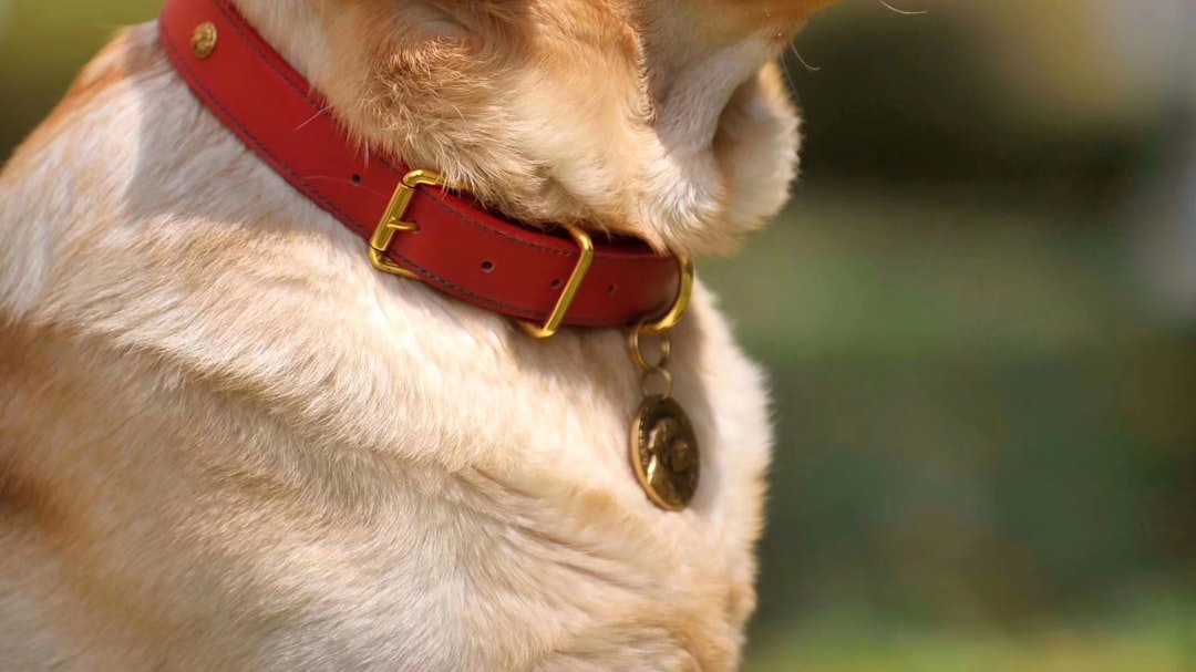 迷子札を付けた犬の首輪