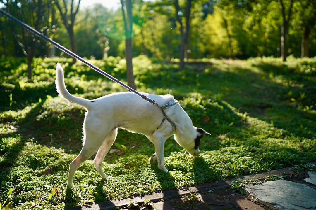 首輪とリードを着けて散歩する犬