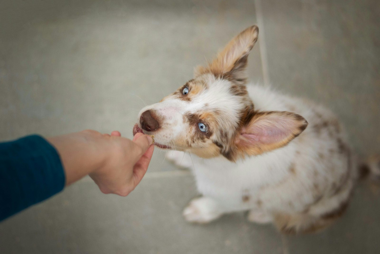 飼い主から食べ物をもらう小型犬