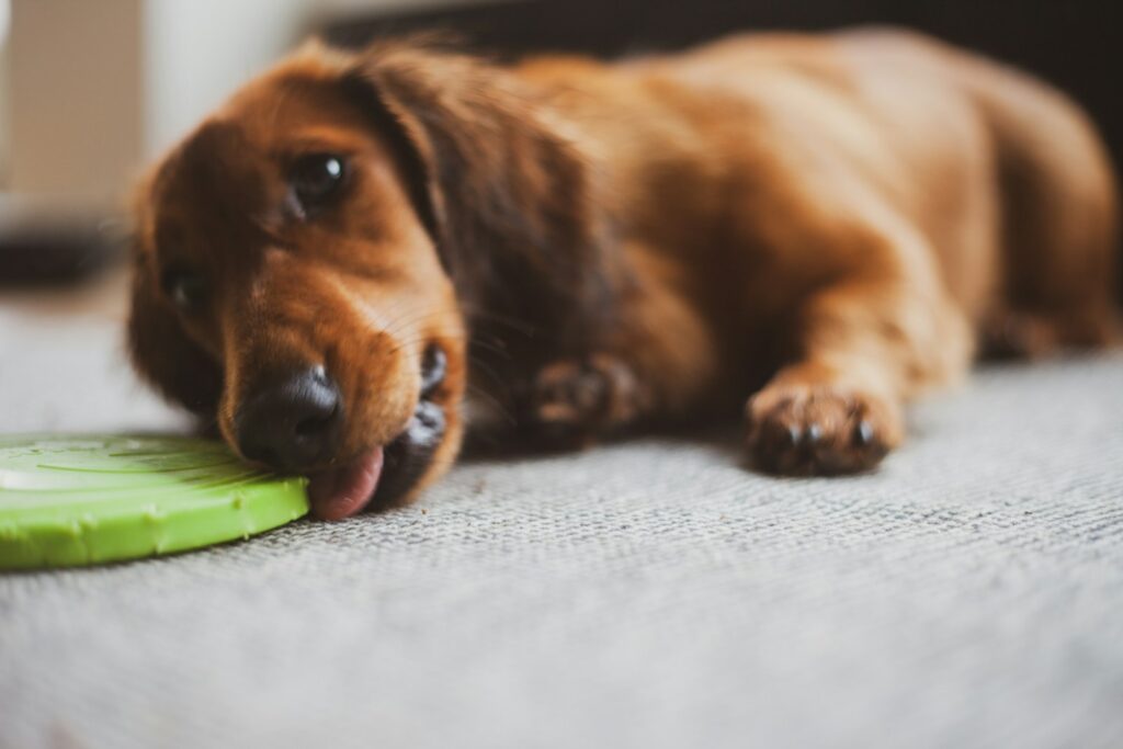 きゅうりを前にした犬