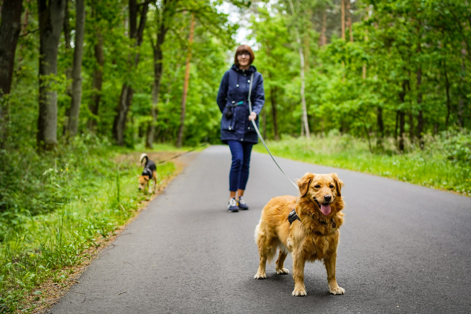 林の中の小道でロングリードを使って犬を歩かせる飼い主