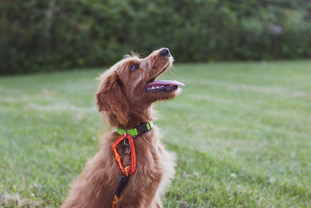 待てをして座っている犬