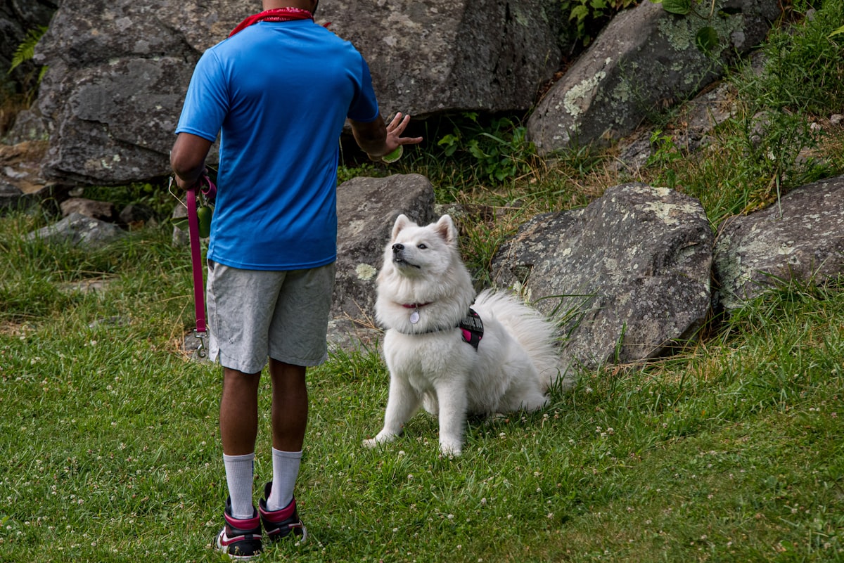 飼い主と向き合う犬