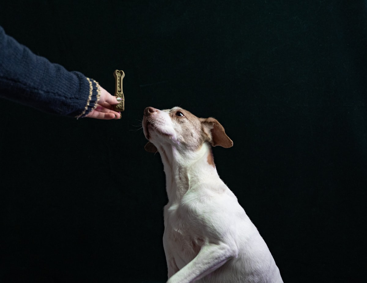 飼い主からおやつをもらう犬