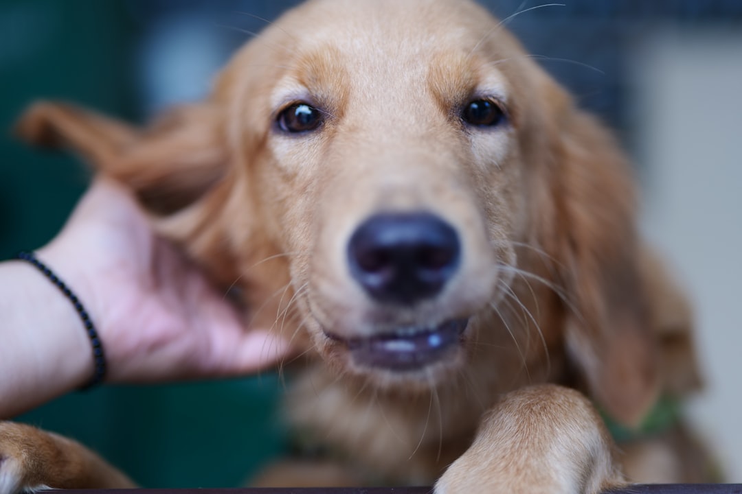 犬の耳をやさしくケアする飼い主