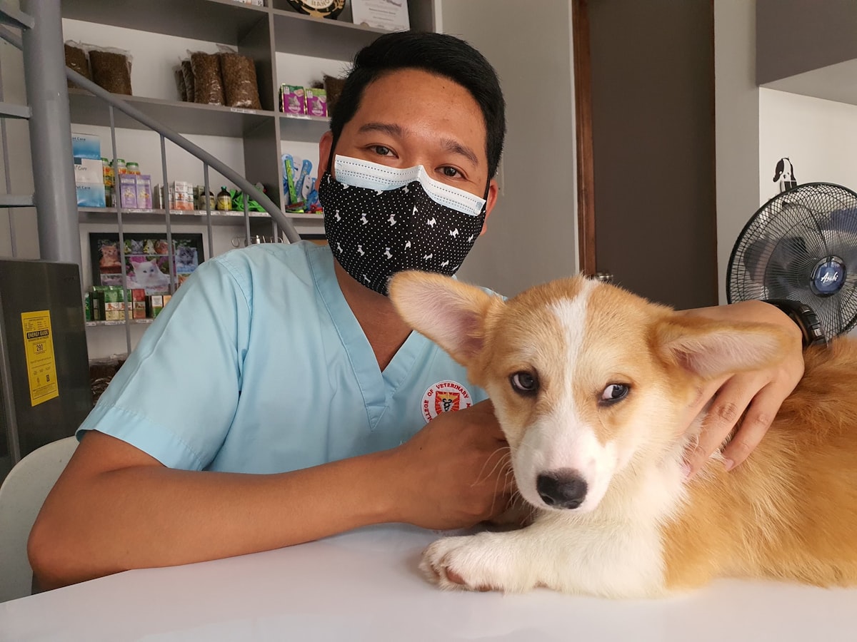 動物病院で診察を受ける犬