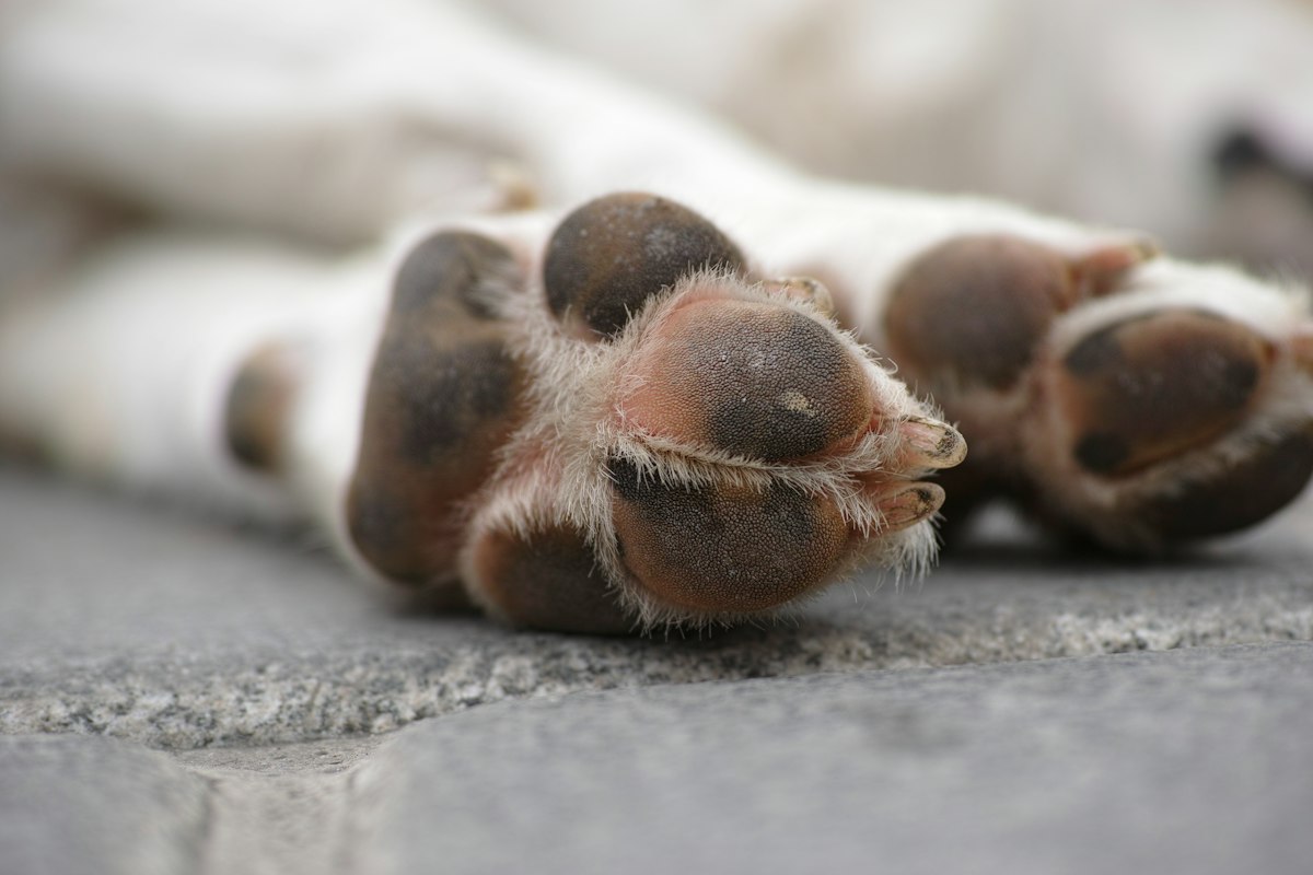 犬の前足と肉球 ムカデ咬傷が起きやすい部位