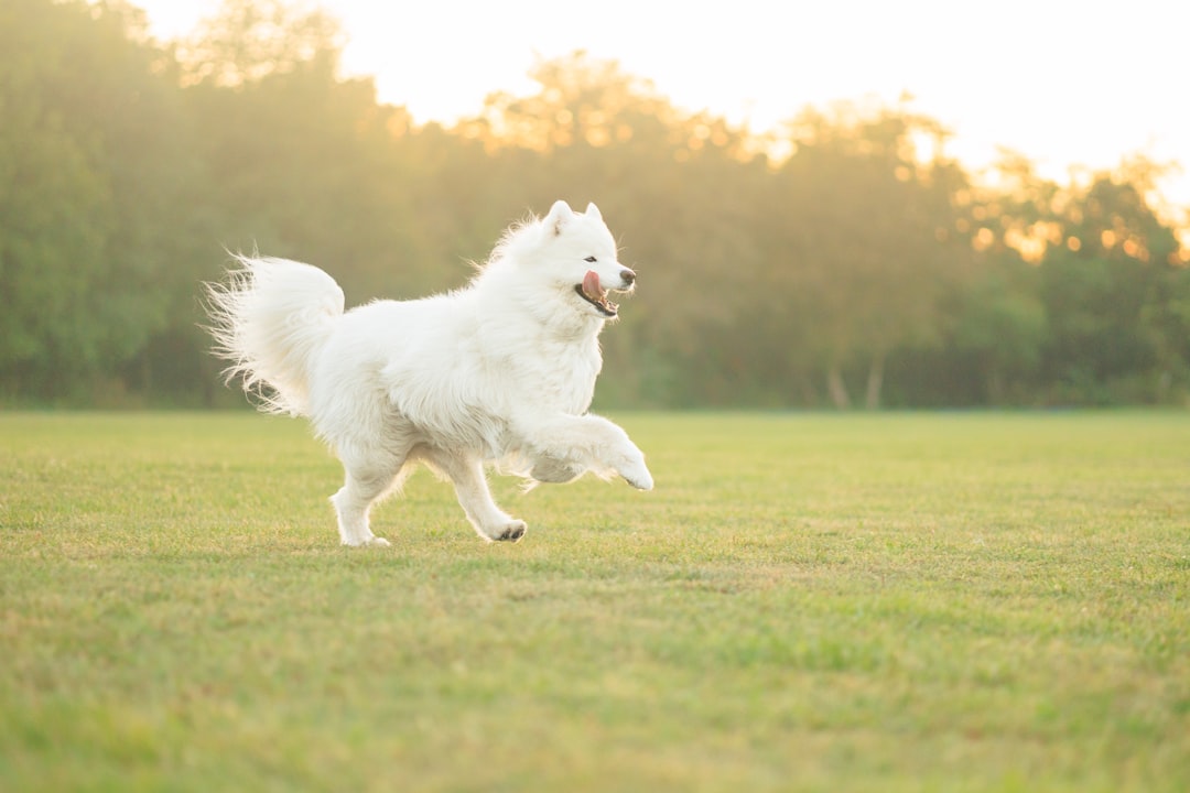 夏の草地を走る犬。虫刺されは屋外の散歩や草むらで起こりやすい