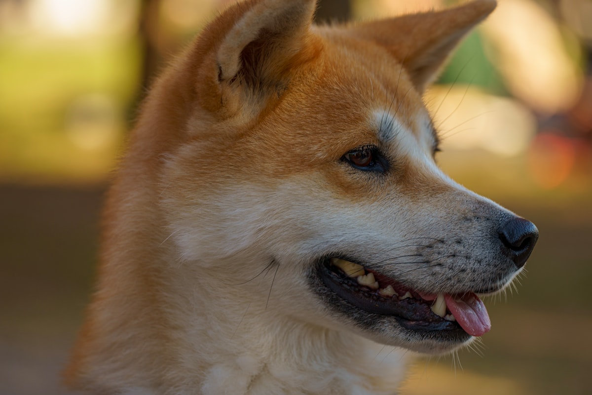 飼い主を見上げる柴犬