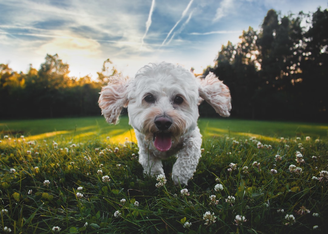 夏の散歩をする犬