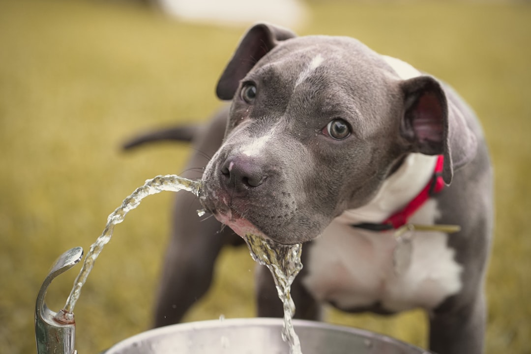 水分補給をする犬