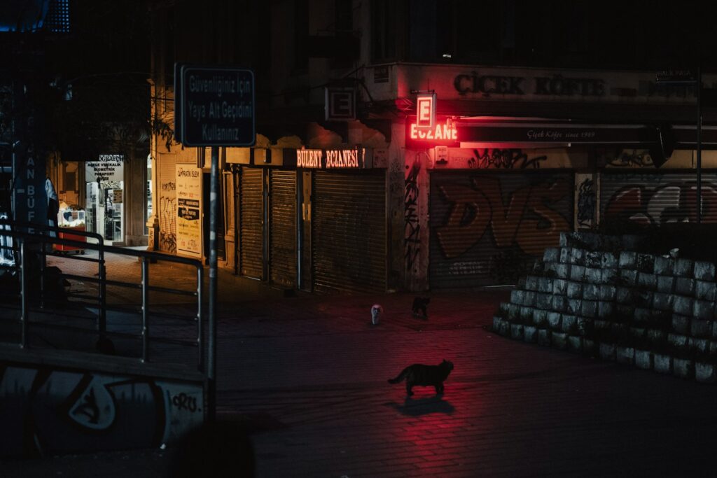 夜の街路に立つ犬｜夜間散歩の熱中症リスク