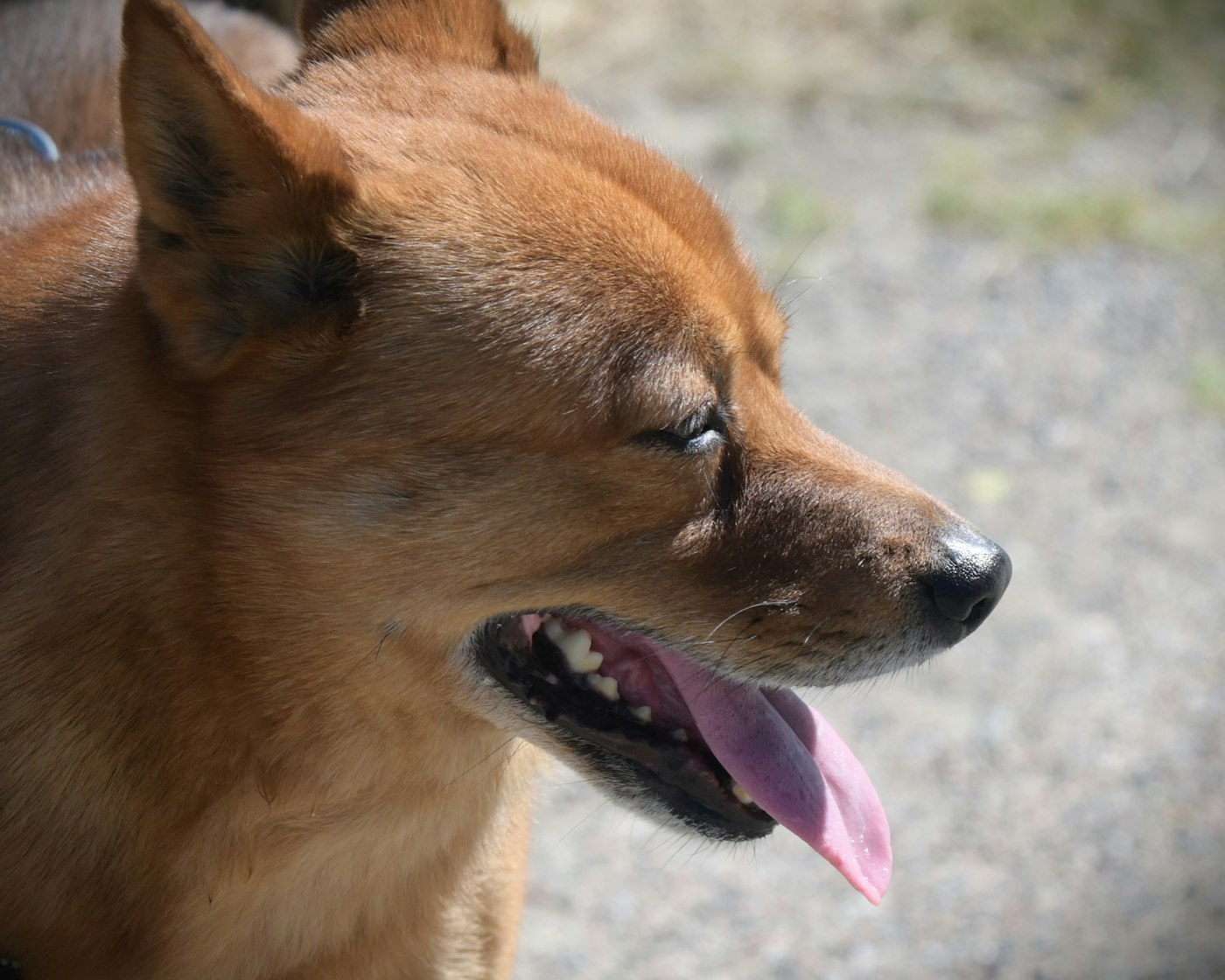 舌を出してハアハアと荒い呼吸をする犬