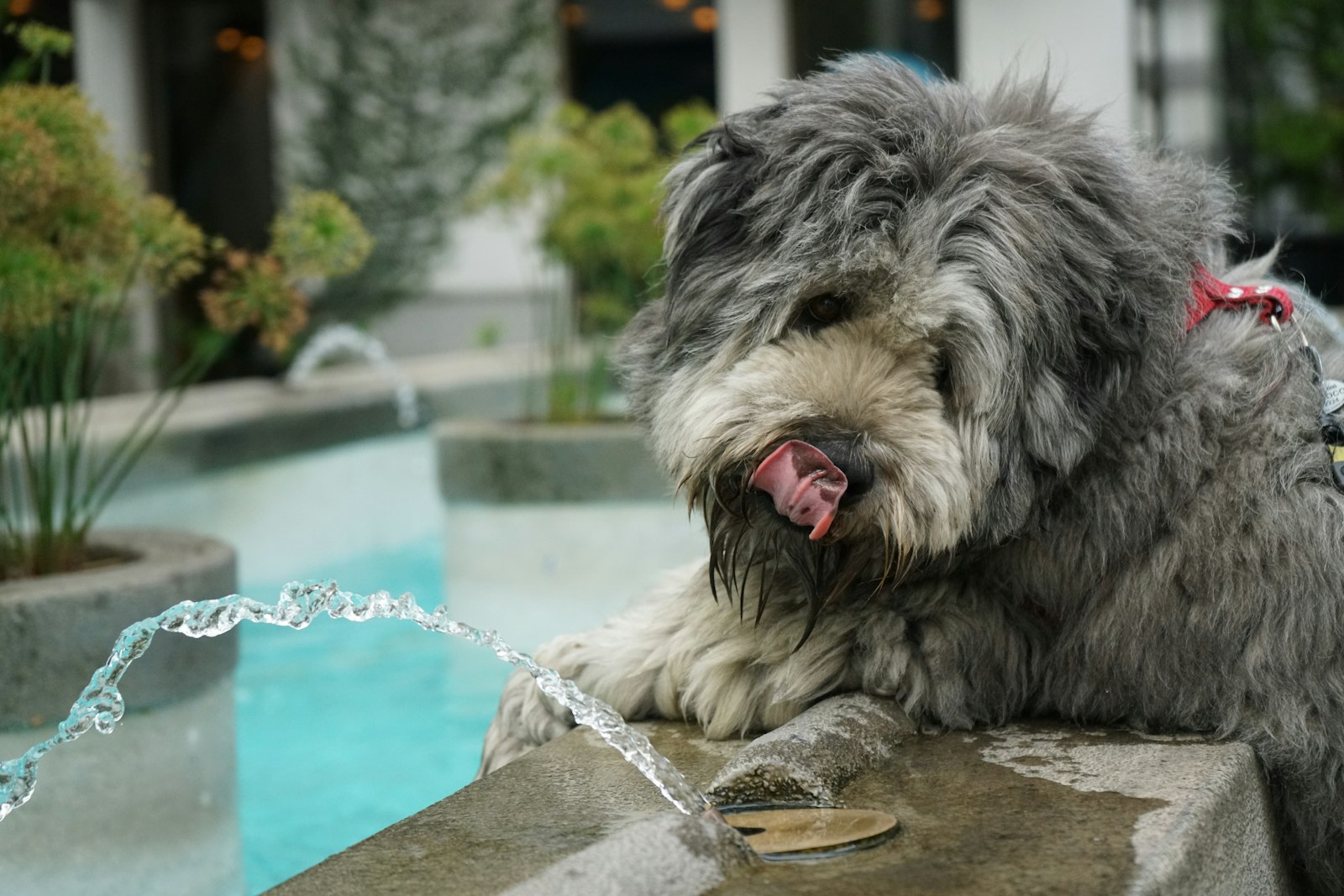 屋外の水飲み場のそばに立つ長毛の犬。飲水量を増やす工夫が再発予防の柱