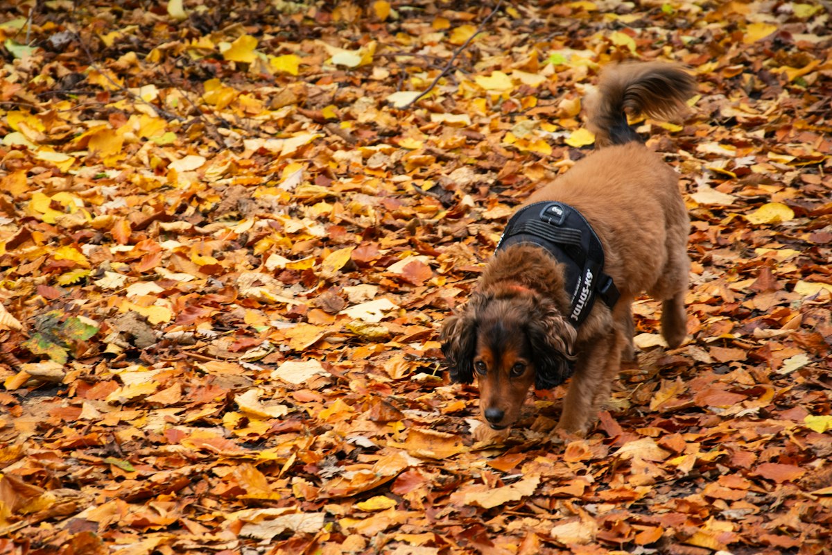 落ち葉の上を歩く犬。地面のにおいを嗅ぐ様子