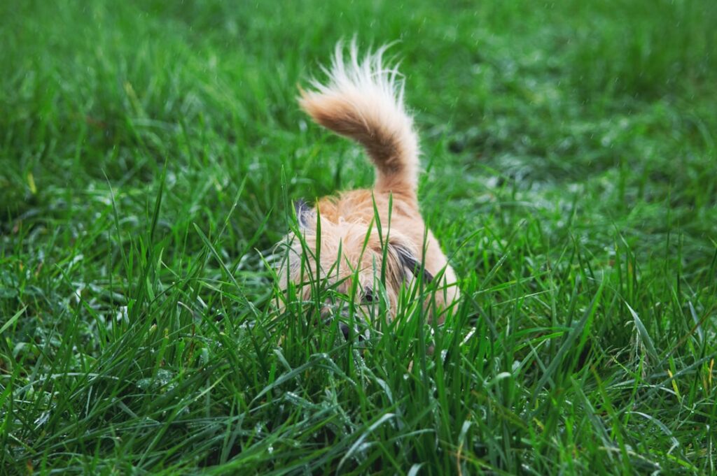 芝生でおしっこをする犬