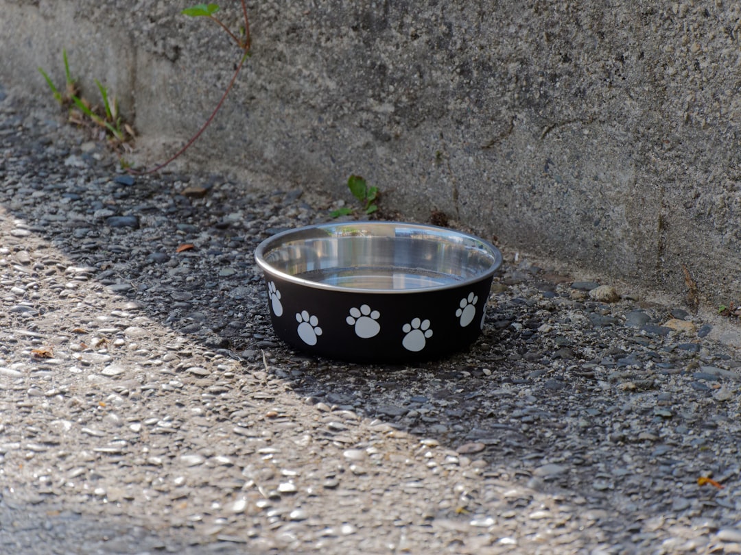水を飲んで水分補給する犬