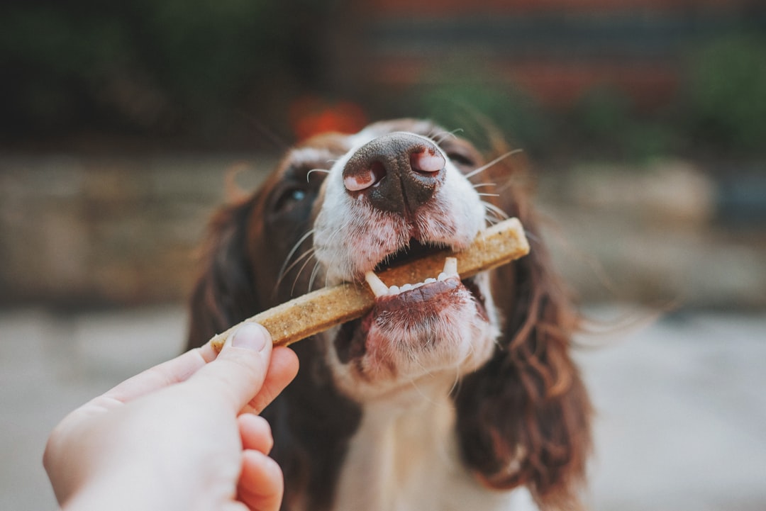 おやつを使ったトレーニング中の犬