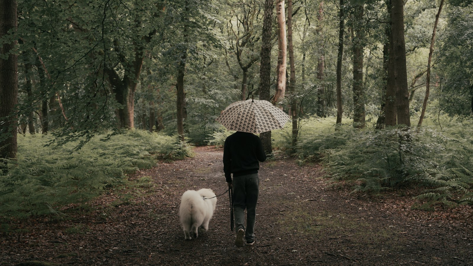 雨の日に傘をさして犬と散歩する飼い主