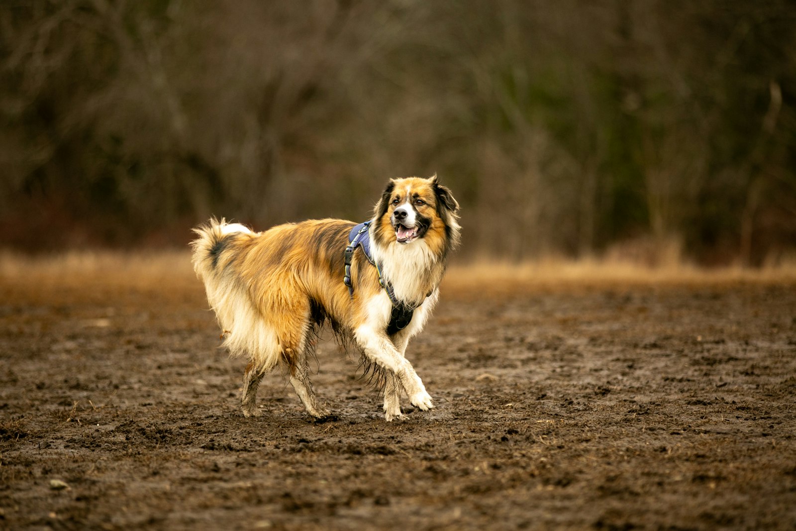 ぬかるんだ地面を歩く長毛の犬