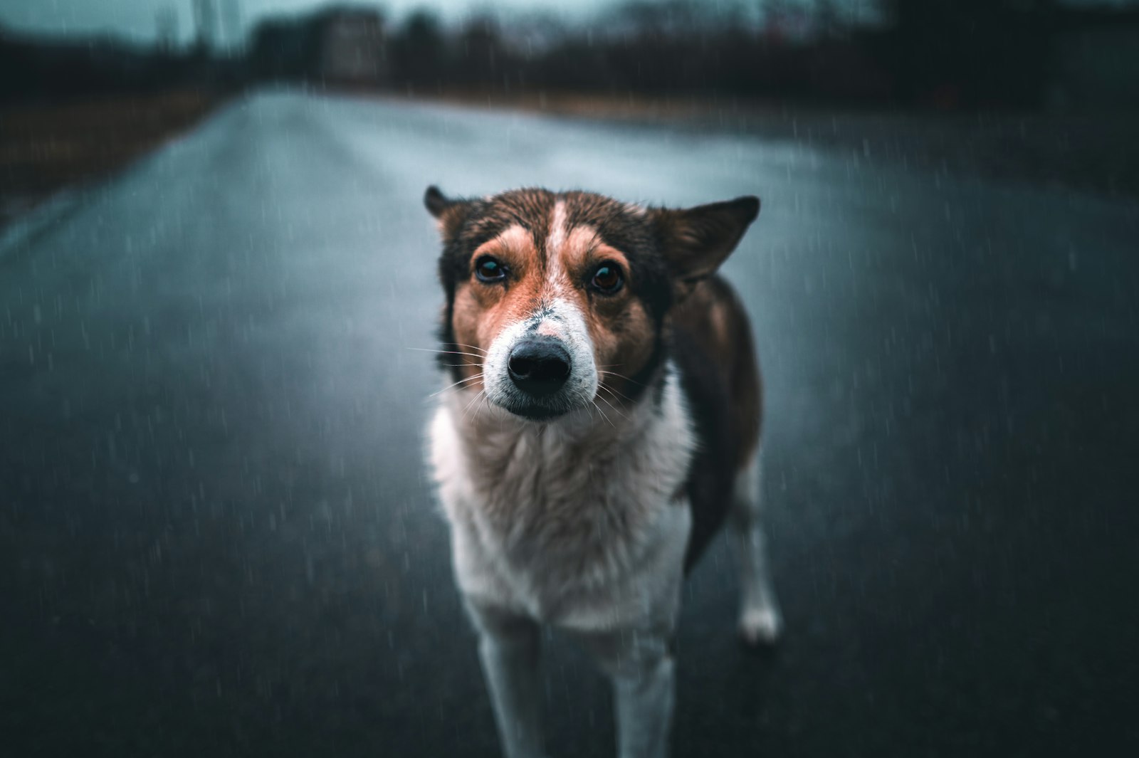 雨に濡れた路面に立つ犬