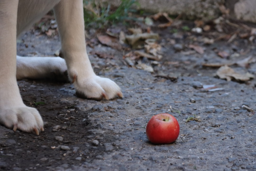 りんごを見つめる犬
