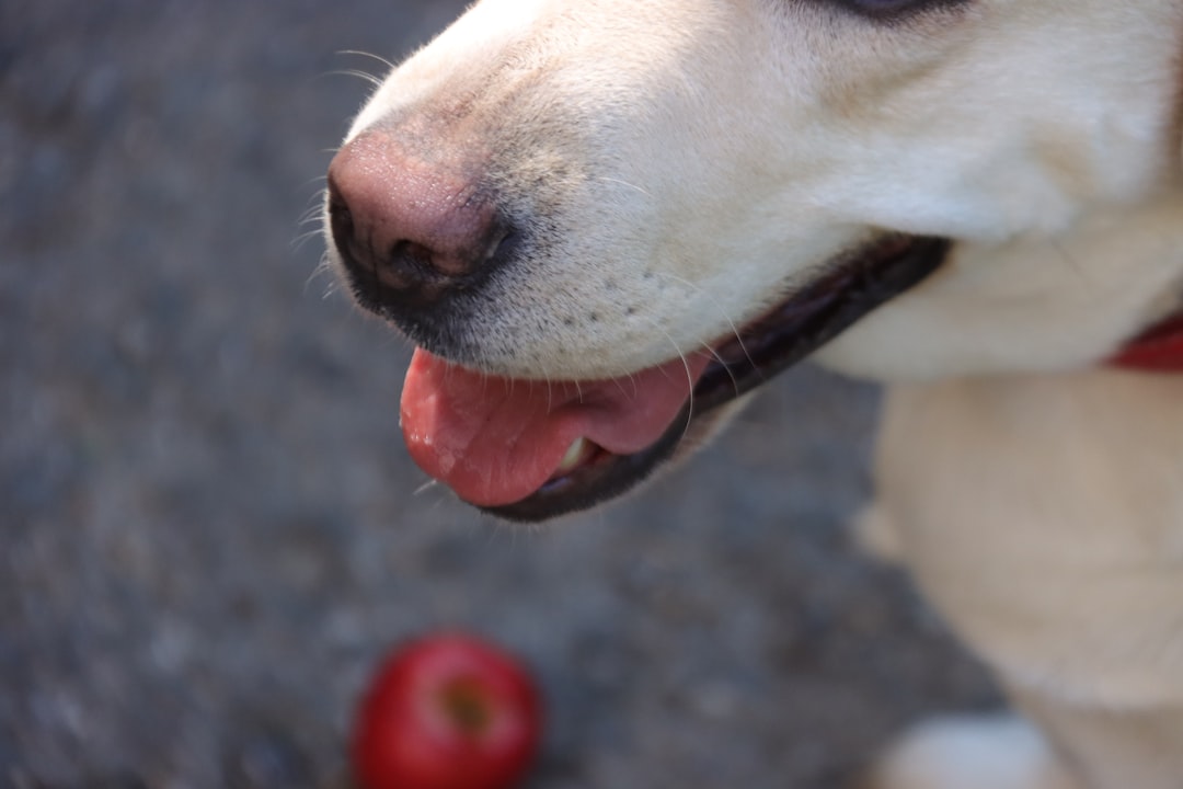 りんごと犬