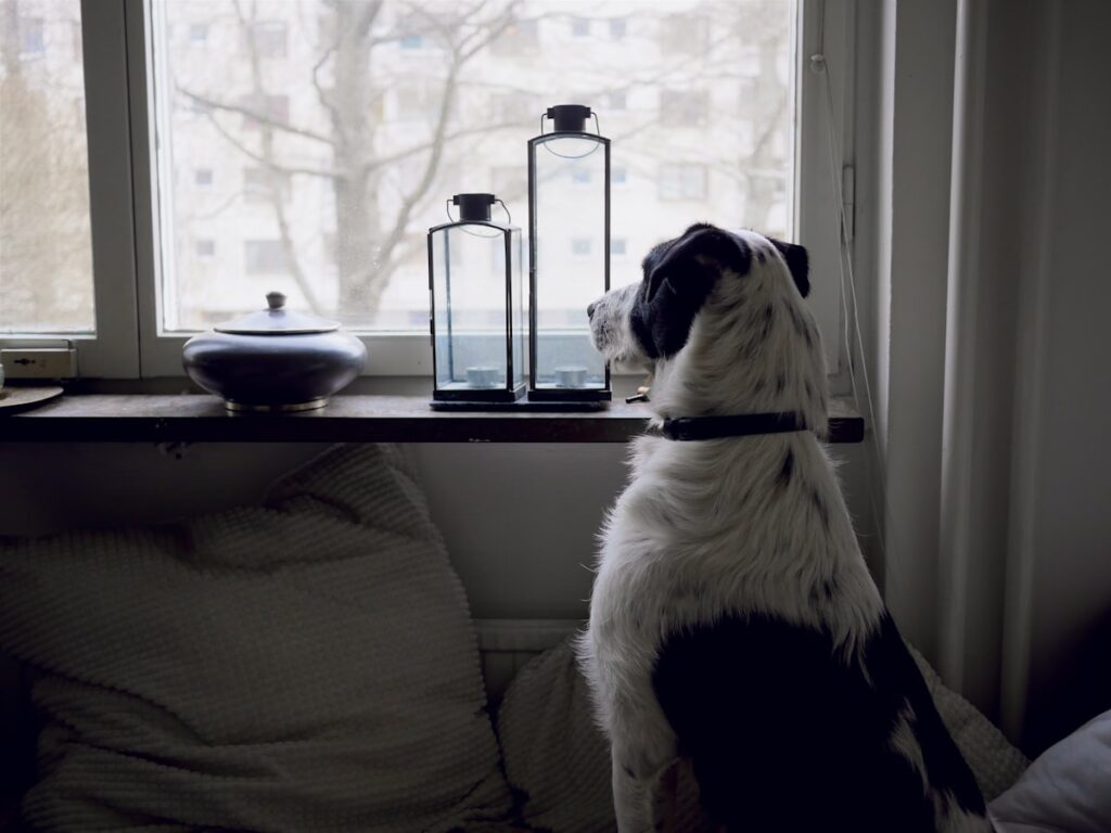 窓辺で飼い主の帰りを待つ留守番中の犬