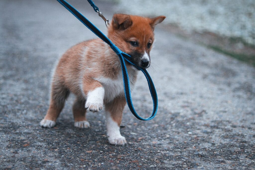 散歩を嫌がって座り込む犬