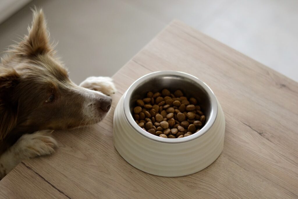 ごはんを食べる犬（さつまいもの与え方イメージ）