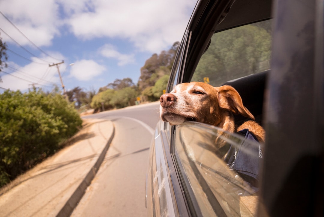 夏のドライブ中の犬