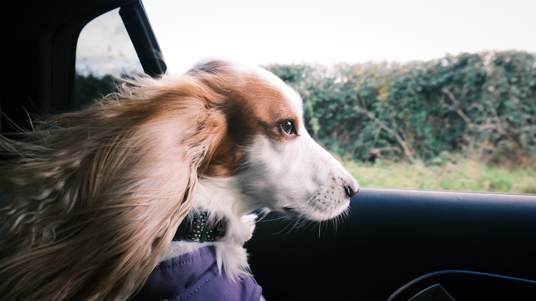 車内から外を見る犬