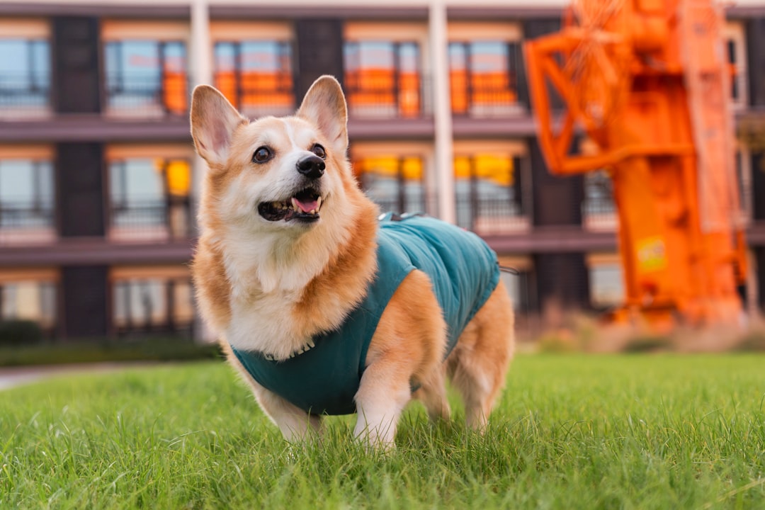芝生を歩く犬