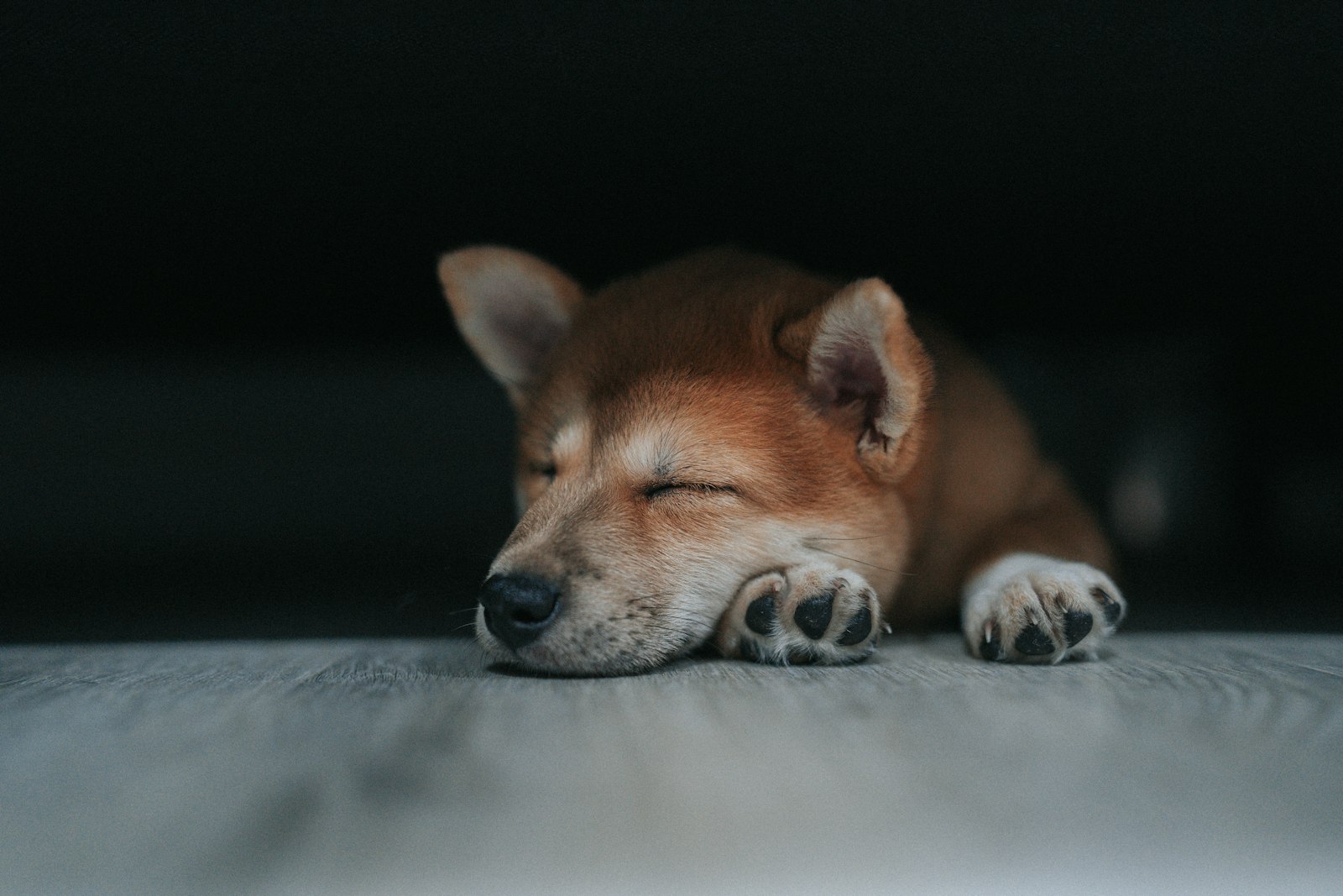 休んでいる子犬