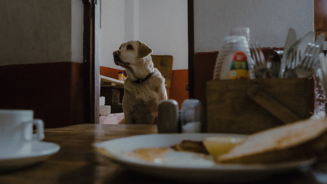 人間の食べ物を見つめる犬