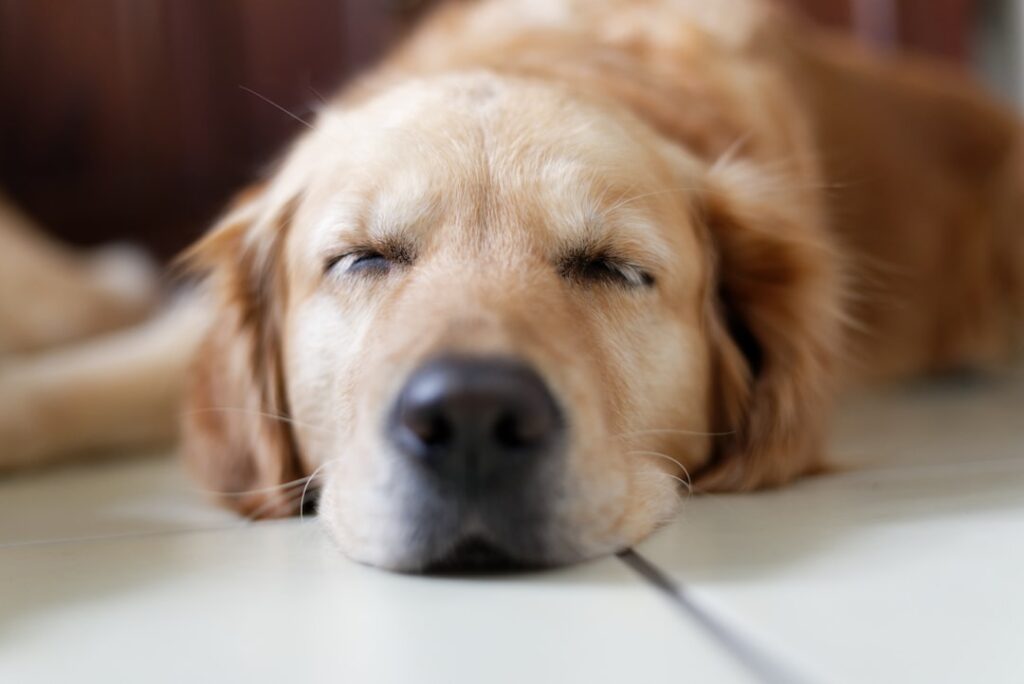 ぐったり横たわる犬 膵炎の症状