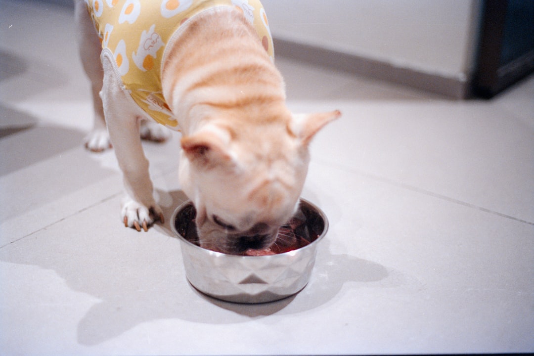 低脂肪食を食べる犬
