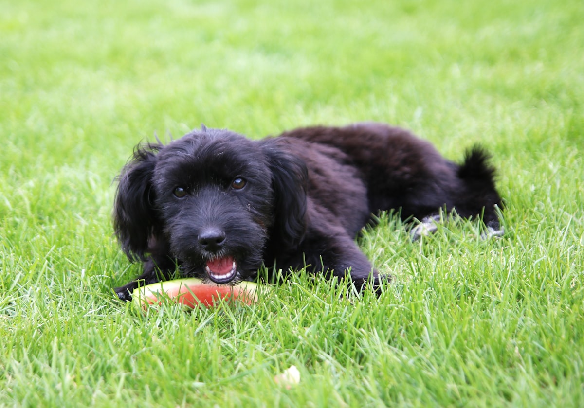 スイカを食べる犬