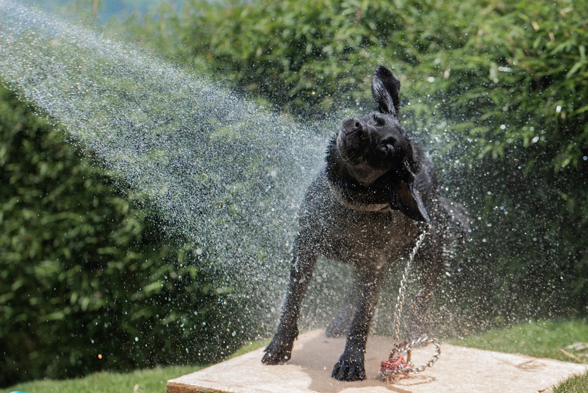 水を飲む犬(夏の水分補給)