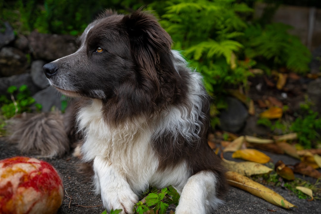 りんごと犬｜犬が食べていい果物