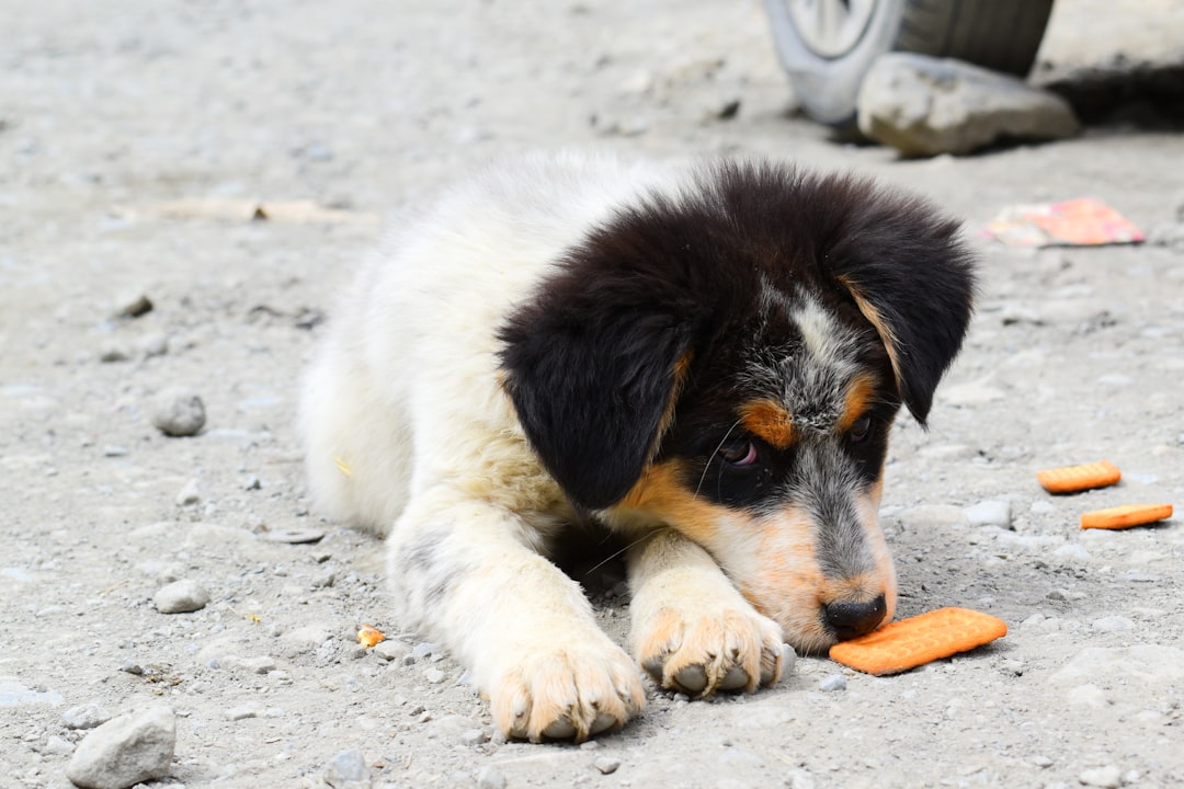 にんじんを食べる犬｜犬が食べていい野菜