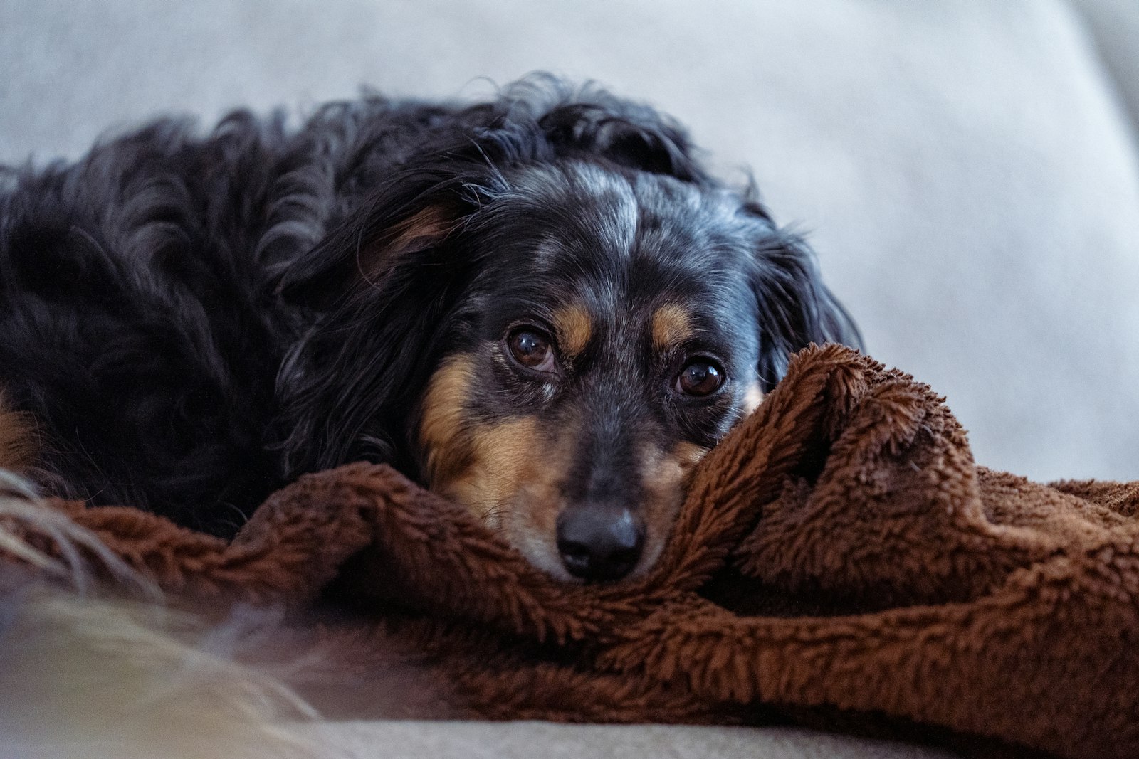 毛布の上で落ち着いて休む犬