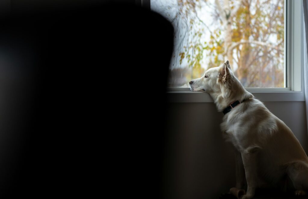 窓の外の雨を見つめる犬