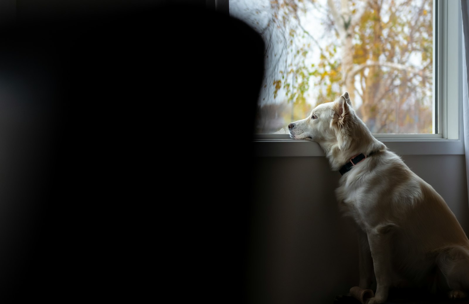 窓の外の雨を見つめる犬